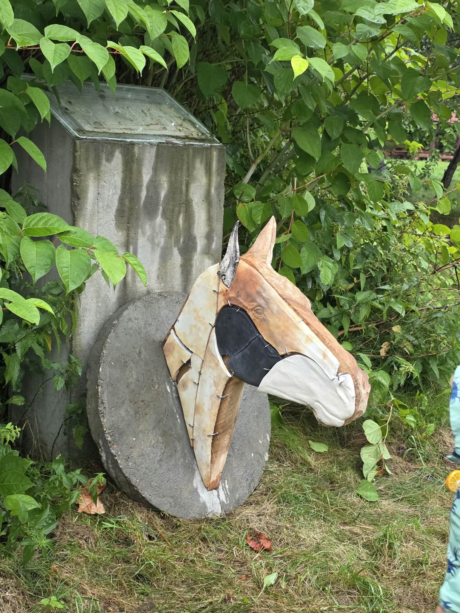 Głowa konia